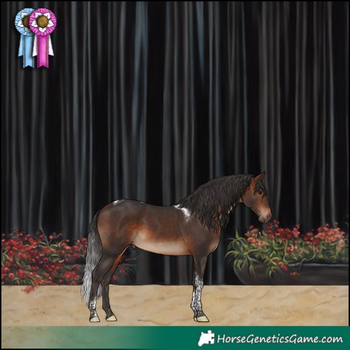 Horse Color:Brown Tobiano 