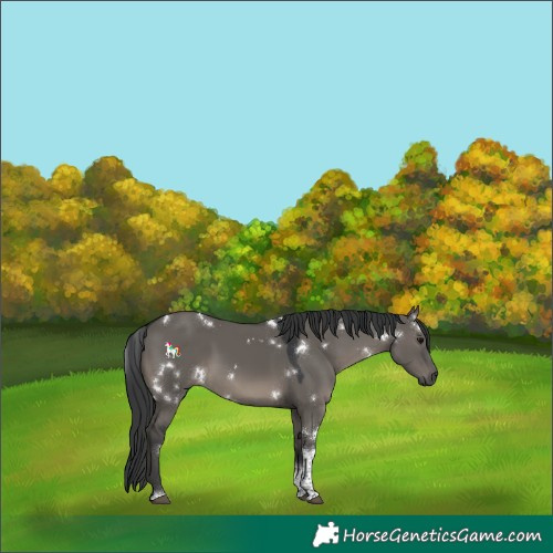 Horse Color:White Spotted Grullo Tobiano 