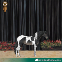 Horse Color:Black Tobiano 