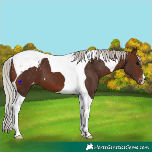 Horse Color:Silver Brown Tobiano Appaloosa 