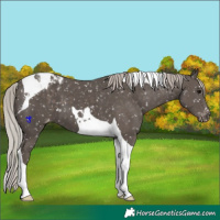 Horse Color:Silver Black Tobiano Appaloosa