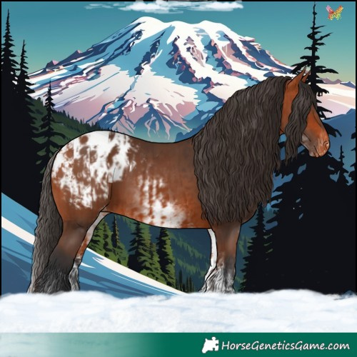 Horse Color:Bay Blanket and White Spotted Bay Blanket