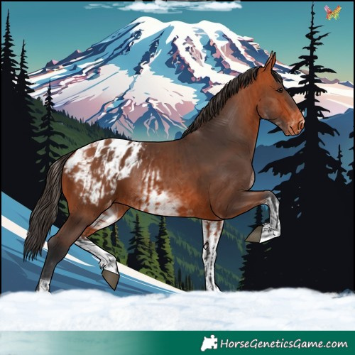 Horse Color:Bay Appaloosa and White Spotted Bay Appaloosa