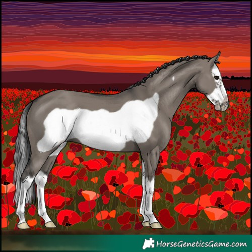 Horse Color:Grullo Splash Frame 