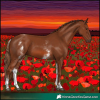 Horse Color:White Spotted Chestnut