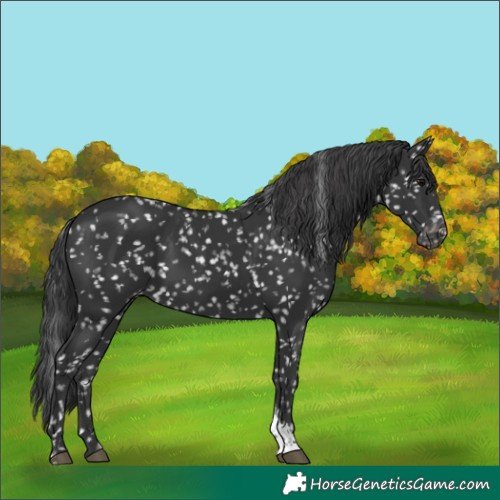 Horse Color:Black Tobiano Skewed LP Spotted 
