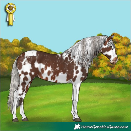 Horse Color:Silver Brown Tobiano Skewed Appaloosa 