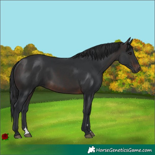 Horse Color:Brown Rabicano 