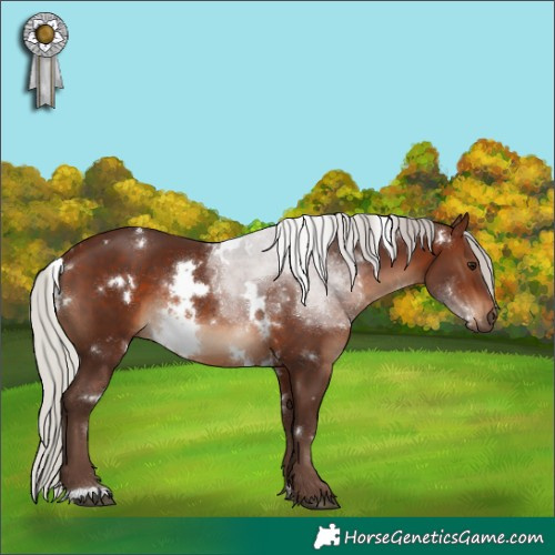 Horse Color:White Spotted Silver Brown Rabicano 