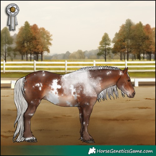 Horse Color:White Spotted Silver Brown Rabicano