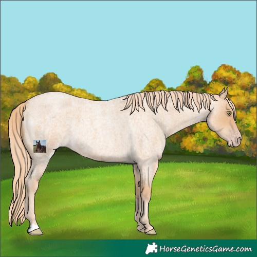 Horse Color:Gold Champagne Roan 