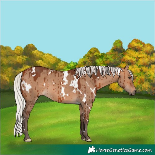 Horse Color:White Spotted Silver Brown Dun Brindle 