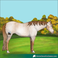 Horse Color:Gray Gold Champagne Roan 