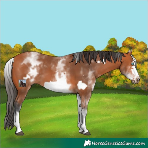 Horse Color:White Spotted Bay Frame 