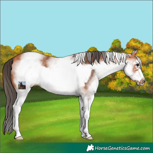 Horse Color:White Spotted Bay Frame 