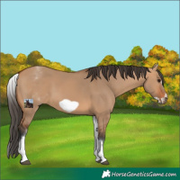 Horse Color:White Spotted Bay Dun Frame