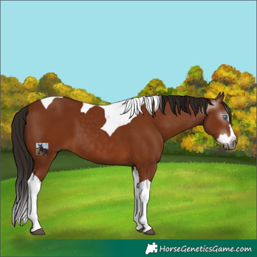 Horse Color:Unknown 