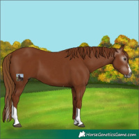 Horse Color:Gray Chestnut Splash Tobiano 
