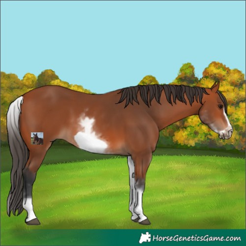 Horse Color:White Spotted Bay Frame 