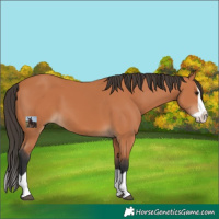 Horse Color:Bay Splash