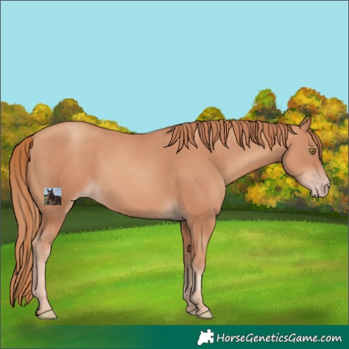 Horse Color:Gold Champagne 