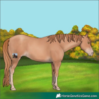 Horse Color:Gold Champagne 