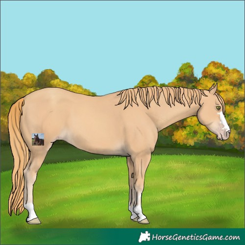 Horse Color:Gold Champagne 