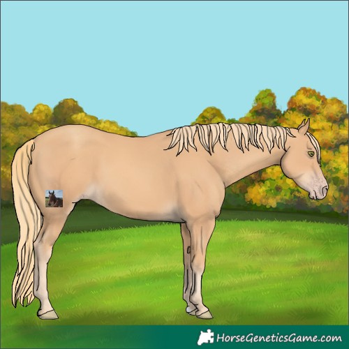 Horse Color:Gold Champagne 
