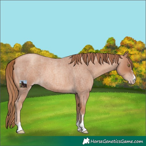 Horse Color:Gold Champagne Roan 