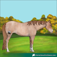 Horse Color:Gold Champagne Roan