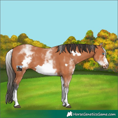 Horse Color:White Spotted Bay Frame 