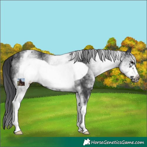 Horse Color:White Spotted Black Frame 