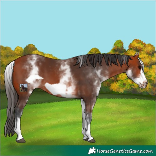 Horse Color:White Spotted Bay Frame 