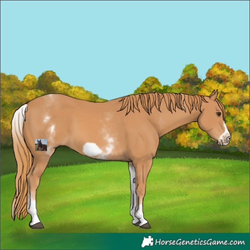 Horse Color:White Spotted Chestnut Frame 
