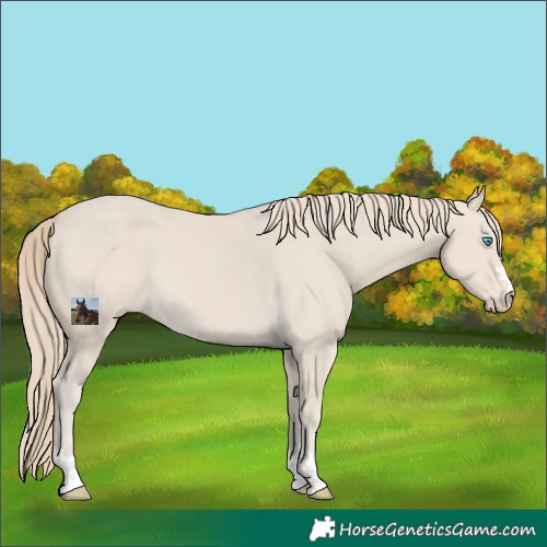 Horse Color:Smoky Creme 