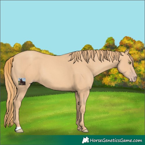 Horse Color:Unknown 