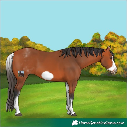 Horse Color:White Spotted Bay Frame 