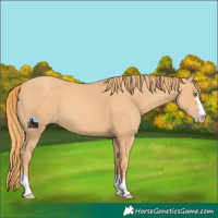 Horse Color:Gold Champagne 