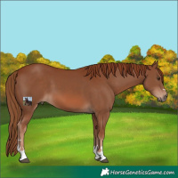 Horse Color:Chestnut 