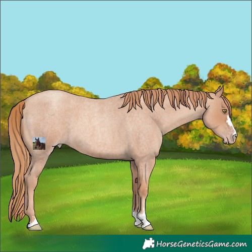 Horse Color:Gold Champagne Roan 