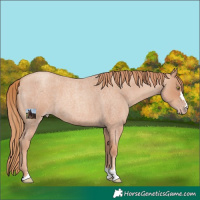 Horse Color:Gold Champagne Roan 