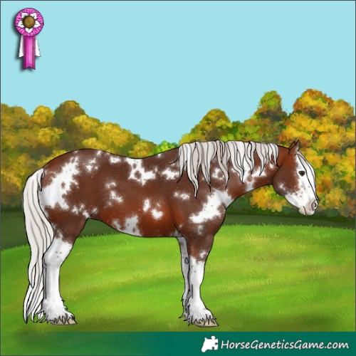 Horse Color:White Spotted Silver Brown Sabino Splash 