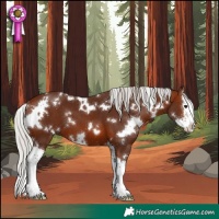 Horse Color:White Spotted Silver Brown Sabino Splash