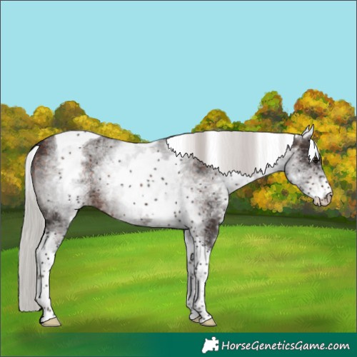 Horse Color:White Spotted Silver Brown Tobiano 