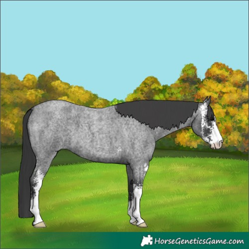 Horse Color:Blue Roan Sabino