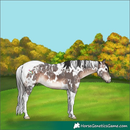 Horse Color:White Spotted Brown Ice Tobiano 