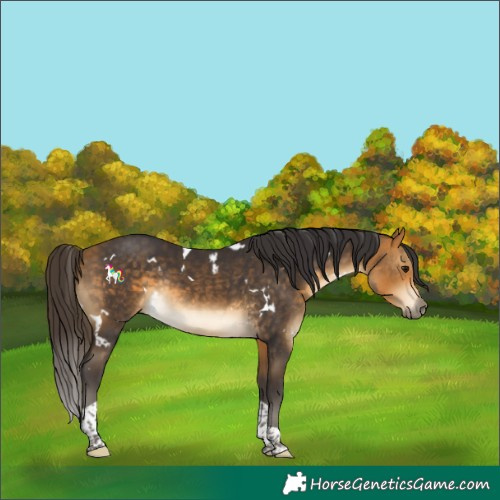 Horse Color:White Spotted Buckskin Tobiano Rabicano 