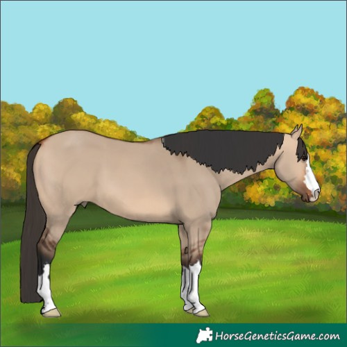 Horse Color:Bay Dun 