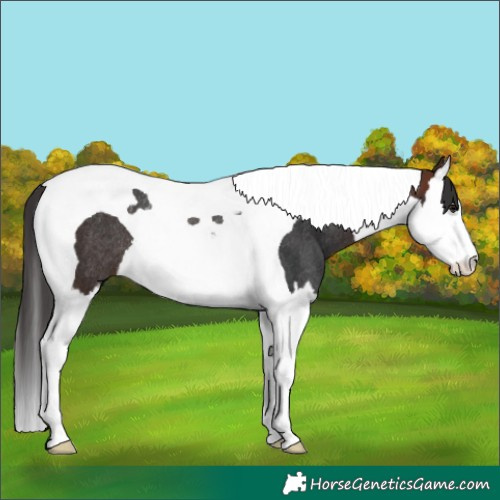 Horse Color:Brown Splash Tobiano Rabicano
