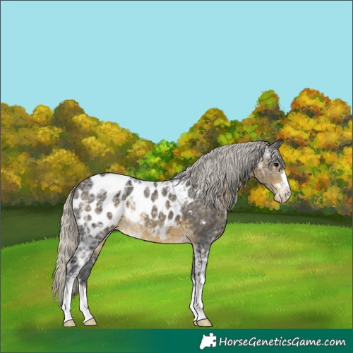 Horse Color:Silver Buckskin Ice Appaloosa 